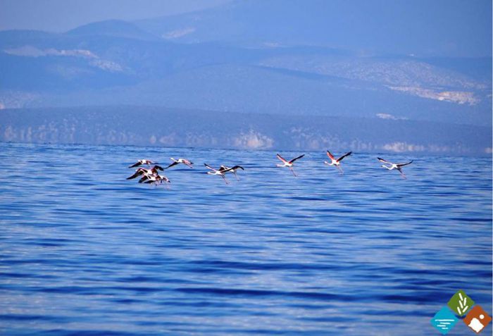 &Epsilon;&nu;&tau;&upsilon;&pi;&omega;&sigma;&iota;&alpha;&kappa;ά &phi;&lambda;&alpha;&mu;ί&nu;&gamma;&kappa;&omicron; &sigma;&tau;&eta;&nu; &pi;&alpha;&rho;&alpha;&lambda;ί&alpha; "&Pi;ό&rho;&tau;&epsilon;&sigmaf;" &tau;&eta;&sigmaf; &Kappa;&upsilon;&nu;&omicron;&upsilon;&rho;ί&alpha;&sigmaf;! (&epsilon;&iota;&kappa;ό&nu;&epsilon;&sigmaf;)
