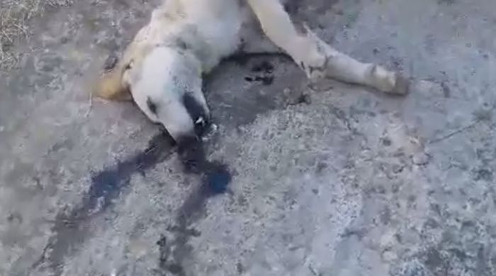 Φόλες στις Ρίζες Τεγέας - Θανατώθηκε αδέσποτο σκυλί (vd)