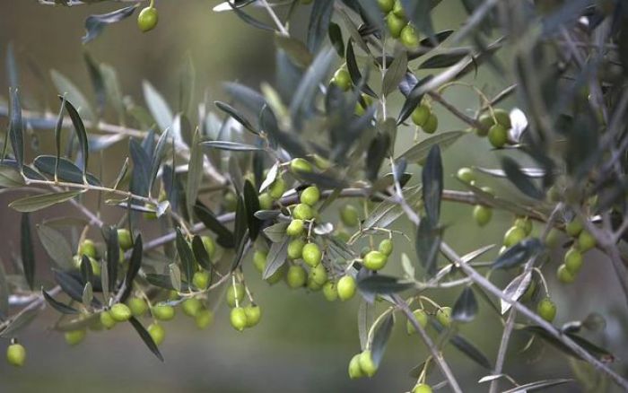 &Epsilon;&lambda;&iota;έ&sigmaf; | "&Eta; &alpha;&nu;&theta;&omicron;&phi;&omicron;&rho;ί&alpha; ή&tau;&alpha;&nu; &pi;&omicron;&lambda;ύ &kappa;&alpha;&lambda;ή &sigma;&tau;&eta;&nu; &Alpha;&rho;&kappa;&alpha;&delta;ί&alpha; ό&pi;&omega;&sigmaf; &kappa;&alpha;&iota; &eta; &kappa;&alpha;&rho;&pi;ό&delta;&epsilon;&sigma;&eta;"