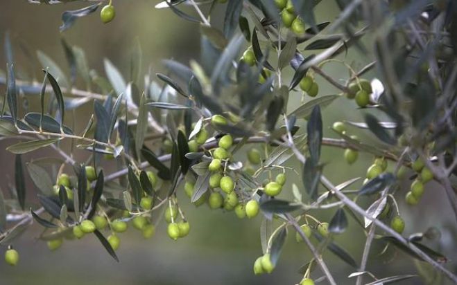 &Epsilon;&lambda;&iota;έ&sigmaf; | "&Eta; &alpha;&nu;&theta;&omicron;&phi;&omicron;&rho;ί&alpha; ή&tau;&alpha;&nu; &pi;&omicron;&lambda;ύ &kappa;&alpha;&lambda;ή &sigma;&tau;&eta;&nu; &Alpha;&rho;&kappa;&alpha;&delta;ί&alpha; ό&pi;&omega;&sigmaf; &kappa;&alpha;&iota; &eta; &kappa;&alpha;&rho;&pi;ό&delta;&epsilon;&sigma;&eta;"