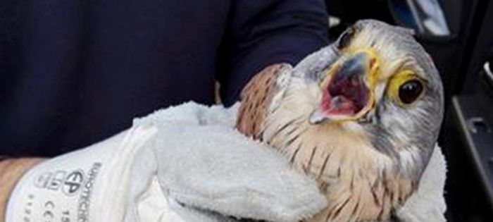 Τραυματισμένο αρπακτικό πτηνό στη Μελιγού Κυνουρίας! (εικόνες)