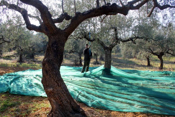 Αρκαδία | 400 rapid test για έλεγχο covid σε εργάτες γης, στο πλαίσιο της ελαιοκομικής περιόδου