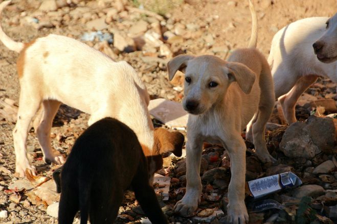 Αδέσποτα | Τελεσίδικη καταδίκη πρώην Αντιδημάρχου, αθώωση για Λαγό - Πρωτόδικη καταδίκη για εκπρόσωπο Φιλοζωικού