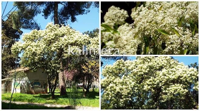 &Chi;&iota;ό&nu;&iota;&sigma;&epsilon; ... &laquo;ά&nu;&omicron;&iota;&xi;&eta;&raquo; &sigma;&tau;&eta;&nu; &eta;&lambda;&iota;ό&lambda;&omicron;&upsilon;&sigma;&tau;&eta; &Tau;&rho;ί&pi;&omicron;&lambda;&eta;! (&epsilon;&iota;&kappa;ό&nu;&epsilon;&sigmaf;)