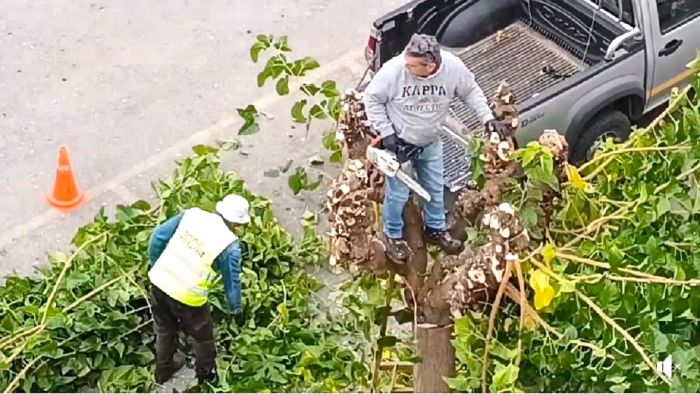 Κλάδεμα κλαδιών δέντρων στο πάρκινγκ της Κάτω Αγοράς (vd)
