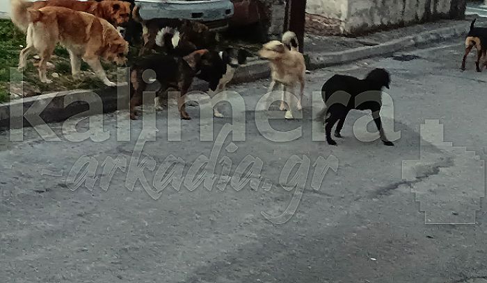 Καταγγελία | Αγέλη με 8 σκυλιά επιτέθηκαν σε παιδί στην Τρίπολη
