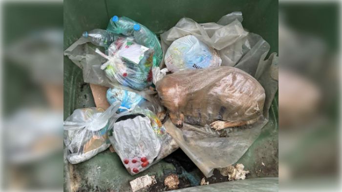 Μεγαλόπολη | Βρήκαν σκύλο ζωντανό μέσα σε τσουβάλι πεταμένο σε κάδο σκουπιδιών (vd)