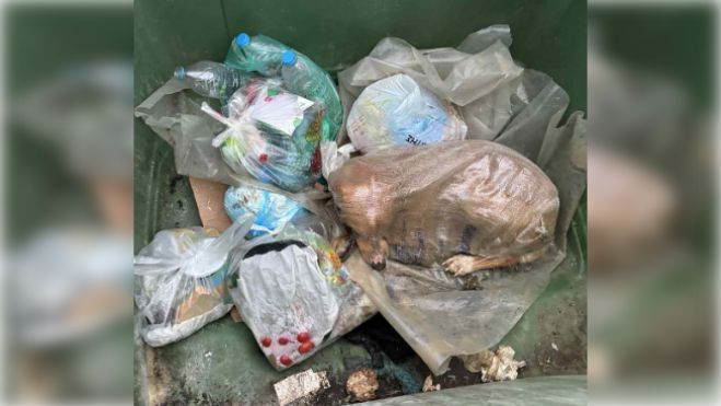 Μεγαλόπολη | Βρήκαν σκύλο ζωντανό μέσα σε τσουβάλι πεταμένο σε κάδο σκουπιδιών (vd)