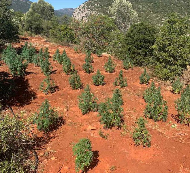 Ταυτοποιήθηκαν οι δύο καλλιεργητές για φυτεία κάνναβης που εντοπίστηκε το 2020 στην Αρκαδία