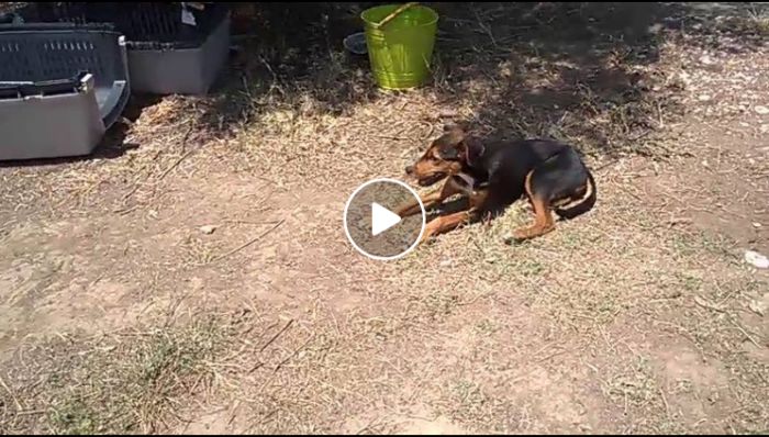 &Tau;&upsilon;&phi;&lambda;ό &alpha;&delta;έ&sigma;&pi;&omicron;&tau;&omicron; &sigma;&kappa;&upsilon;&lambda;ά&kappa;&iota; &chi;&rho;&epsilon;&iota;ά&zeta;&epsilon;&tau;&alpha;&iota; &beta;&omicron;ή&theta;&epsilon;&iota;&alpha; (vd)