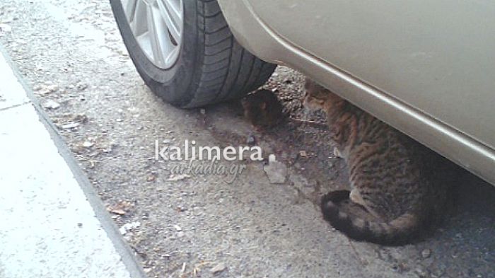 Όταν η γάτα συνάντησε τον ποντικό ... (εικόνες)