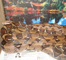 Έ&kappa;&theta;&epsilon;&sigma;&eta; &mu;&epsilon; &zeta;&omega;&nu;&tau;&alpha;&nu;ά &epsilon;&rho;&pi;&epsilon;&tau;ά &alpha;&pi;&rsquo; ό&lambda;&omicron; &tau;&omicron;&nu; &kappa;ό&sigma;&mu;&omicron; &sigma;&tau;&omicron; &Pi;&alpha;&rho;ά&lambda;&iota;&omicron; Ά&sigma;&tau;&rho;&omicron;&sigmaf;!!!