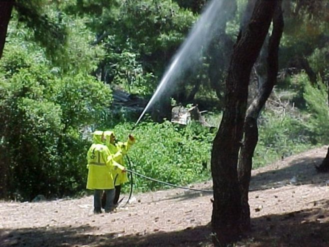 Τριετές πρόγραμμα δακοκτονίας προτείνει το Γεωτεχνικό Επιμελητήριο