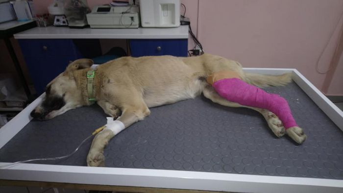 Η Τίνα χειρουργήθηκε και έβαλε λάμα στο πόδι της - Χρειάζεται φιλοξενία