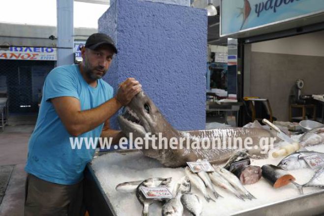 Καρχαριοειδές 2 μέτρων και 80 κιλών αλιεύτηκε στη Μεσσηνία!