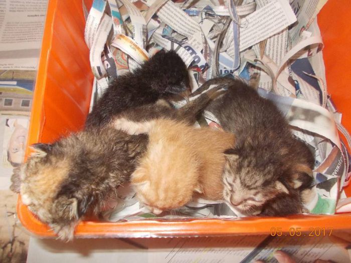 Τρίπολη – Πέταξαν νεογέννητα γατάκια σε κάδο σκουπιδιών (εικόνες)
