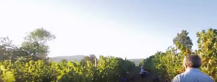 Ταξιδέψτε νοερά στους μαγευτικούς αμπελώνες γύρω από την Τρίπολη!