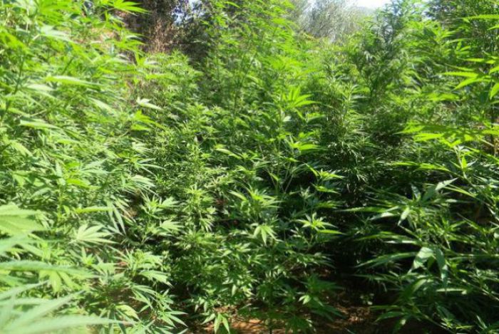 Όταν η Ελλάδα έκανε εξαγωγές χασίς - Μεγάλες καλλιέργειες στην Μαντινεία!