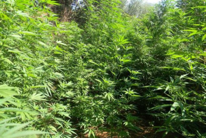 Όταν η Ελλάδα έκανε εξαγωγές χασίς - Μεγάλες καλλιέργειες στην Μαντινεία!