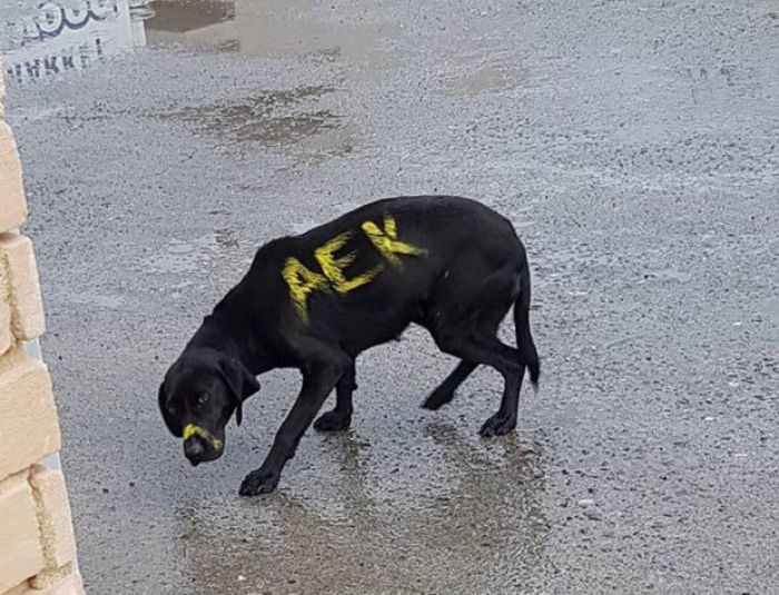 Σάλος για τις φωτογραφίες από την Μεγαλόπολη - Έβαψαν σκύλο στα χρώματα της ΑΕΚ
