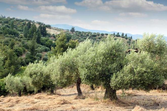 &quot;Στην τελική ευθεία η απόφαση για τη δημιουργία Γεωργικής Σχολής στην Περιφέρεια Πελοποννήσου&quot;