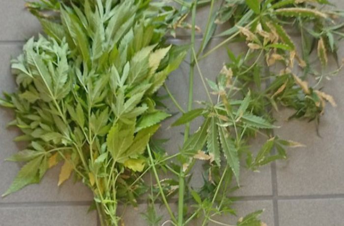 Δύο συλλήψεις για κάνναβη στην Τρίπολη