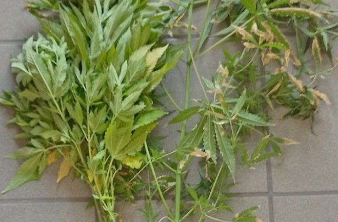 Δύο συλλήψεις για κάνναβη στην Τρίπολη
