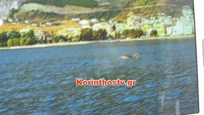Δελφίνια στην .. παραλία Λουτρακίου! (vd)