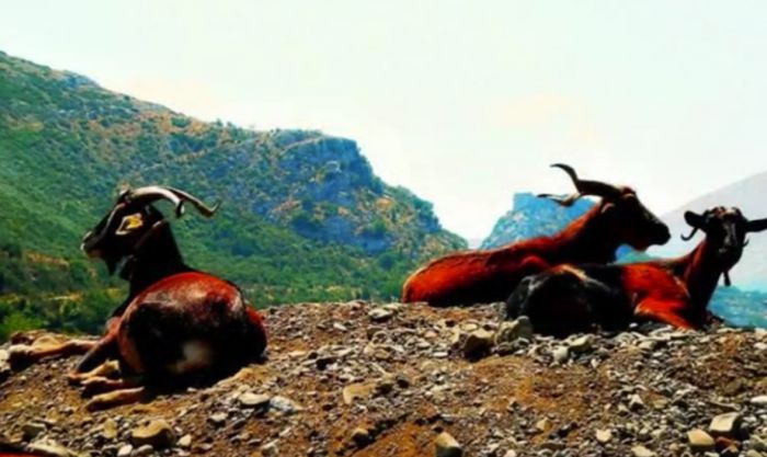 Η Αρκαδία μέσα από ένα βίντεο της Παναρκαδικής Ομοσπονδίας Ελλάδος! (vd)