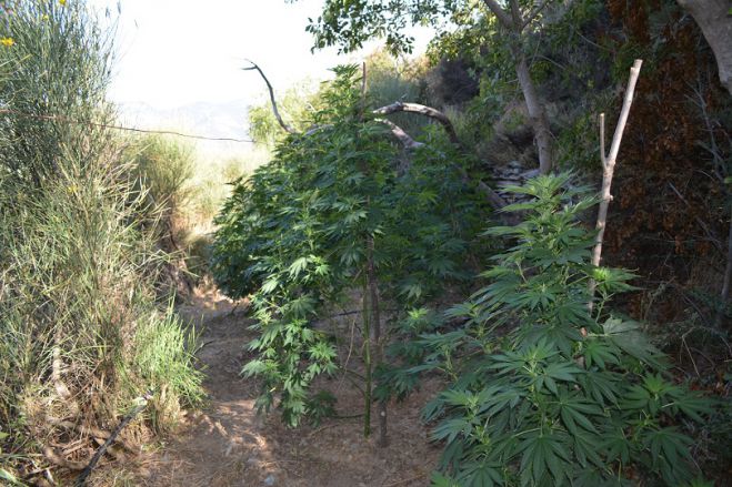 &Nu;έ&alpha; &phi;&upsilon;&tau;&epsilon;ί&alpha; &kappa;ά&nu;&nu;&alpha;&beta;&eta;&sigmaf; &epsilon;&nu;&tau;&omicron;&pi;ί&sigma;&tau;&eta;&kappa;&epsilon; &sigma;&tau;&eta; &Mu;&epsilon;&sigma;&sigma;&eta;&nu;ί&alpha;