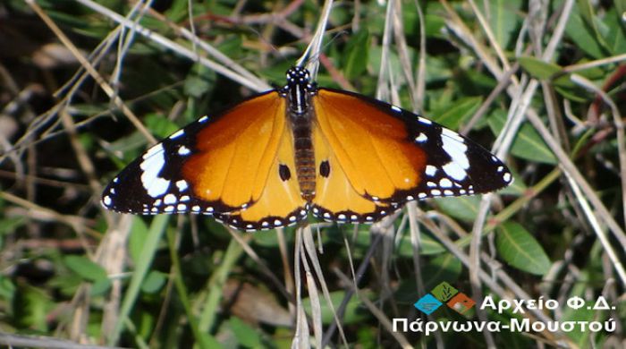 Πεταλούδα «τίγρης της πεδιάδας» σε περιοχές της Αρκαδίας!