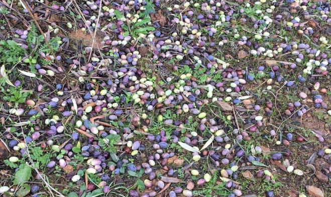 &Beta;ό&rho;&epsilon;&iota;&alpha; &Kappa;&upsilon;&nu;&omicron;&upsilon;&rho;ί&alpha; | &Xi;&epsilon;&kappa;&iota;&nu;&omicron;ύ&nu; &omicron;&iota; &delta;&eta;&lambda;ώ&sigma;&epsilon;&iota;&sigmaf; &zeta;&eta;&mu;&iota;ά&sigmaf; &alpha;&pi;ό &tau;&eta;&nu; &alpha;&nu;&epsilon;&mu;&omicron;&theta;ύ&epsilon;&lambda;&lambda;&alpha; &tau;&eta;&sigmaf; 10&eta;&sigmaf; &Iota;&alpha;&nu;&omicron;&upsilon;&alpha;&rho;ί&omicron;&upsilon;