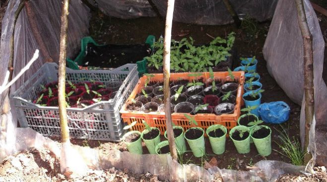 &Phi;&upsilon;&tau;&epsilon;ί&alpha; &delta;&epsilon;&nu;&delta;&rho;&upsilon;&lambda;&lambda;ί&omega;&nu; &kappa;ά&nu;&nu;&alpha;&beta;&eta;&sigmaf; &epsilon;&nu;&tau;ό&pi;&iota;&sigma;&epsilon; &eta; &Alpha;&sigma;&tau;&upsilon;&nu;&omicron;&mu;ί&alpha; &sigma;&tau;&eta; &Mu;&epsilon;&sigma;&sigma;&eta;&nu;ί&alpha;