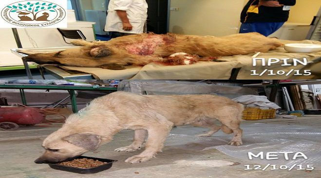 &Tau;&rho;ί&pi;&omicron;&lambda;&eta;: &Eta; &sigma;&kappa;&upsilon;&lambda;ί&tau;&sigma;&alpha; &pi;&omicron;&upsilon; &pi;&upsilon;&rho;&omicron;&beta;&omicron;&lambda;ή&theta;&eta;&kappa;&epsilon;, &alpha;&lambda;&lambda;ά &sigma;&tau;ά&theta;&eta;&kappa;&epsilon; &xi;&alpha;&nu;ά &sigma;&tau;&alpha; &pi;ό&delta;&iota;&alpha; &tau;&eta;&sigmaf;!
