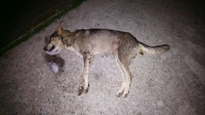 &Sigma;&kappa;&upsilon;&lambda;ά&kappa;&iota; &delta;&eta;&lambda;&eta;&tau;&eta;&rho;&iota;ά&sigma;&tau;&eta;&kappa;&epsilon; &sigma;&tau;&eta;&nu; "&Pi;έ&tau;&rho;&omicron;&upsilon; &Mu;&pi;&omicron;ύ&alpha;" ...