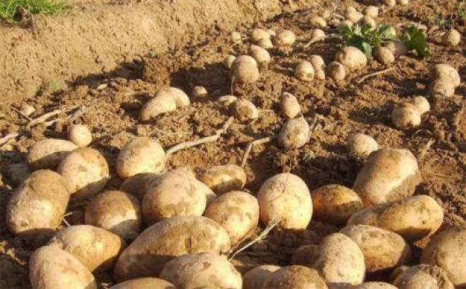 Παράνομη εισαγωγή πατάτας και χαμηλές τιμές «γονατίζουν» τους πατατοπαραγωγούς στην Αρκαδία