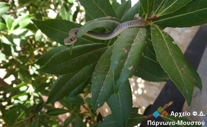 &Tau;&omicron; &phi;ί&delta;&iota; &laquo;&delta;&epsilon;&nu;&tau;&rho;&omicron;&gamma;&alpha;&lambda;&iota;ά&raquo; &sigma;&tau;&eta;&nu; &pi;&rho;&omicron;&sigma;&tau;&alpha;&tau;&epsilon;&upsilon;ό&mu;&epsilon;&nu;&eta; &pi;&epsilon;&rho;&iota;&omicron;&chi;ή &Pi;ά&rho;&nu;&omega;&nu;&alpha; - &Mu;&omicron;&upsilon;&sigma;&tau;&omicron;ύ