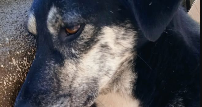 Αυτοκίνητο χτύπησε σκυλίτσα στην Τρίπολη - Οι εξετάσεις "έδειξαν" κάταγμα λεκάνης