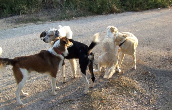 &Beta;&omicron;&upsilon;&lambda;ή | &Psi;&eta;&phi;ί&sigma;&tau;&eta;&kappa;&epsilon; &tau;&omicron; &nu;&omicron;&mu;&omicron;&sigma;&chi;έ&delta;&iota;&omicron; &gamma;&iota;&alpha; &tau;&alpha; &zeta;ώ&alpha; &sigma;&upsilon;&nu;&tau;&rho;&omicron;&phi;&iota;ά&sigmaf;