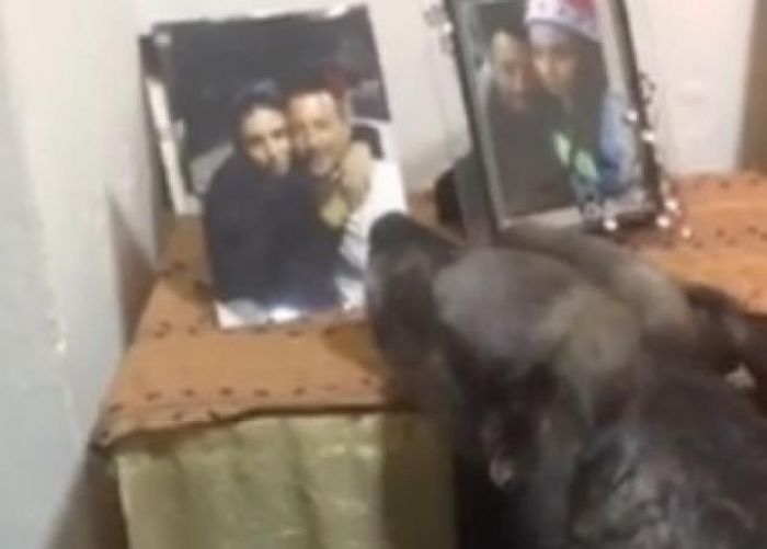 Σκύλος θρηνεί κάθε μέρα μπροστά στη φωτογραφία της νεκρής αφεντικίνας του (vd)