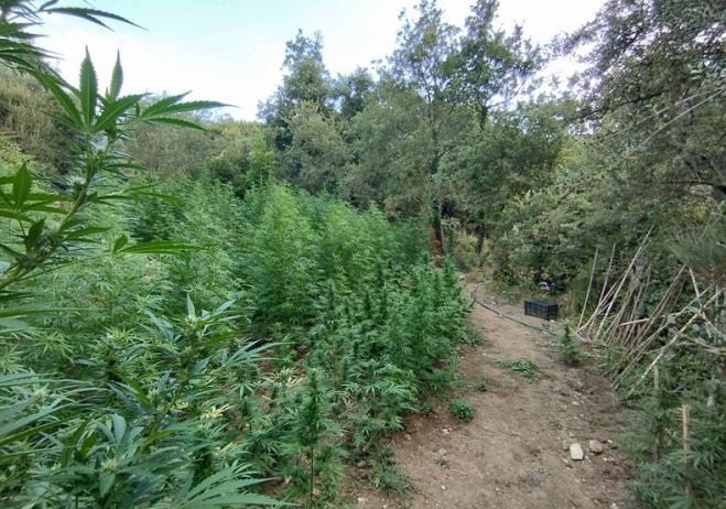 &Chi;&iota;&lambda;&iota;ά&delta;&epsilon;&sigmaf; &delta;&epsilon;&nu;&delta;&rho;ύ&lambda;&lambda;&iota;&alpha; &kappa;ά&nu;&nu;&alpha;&beta;&eta;&sigmaf; &epsilon;&nu;&tau;&omicron;&pi;ί&sigma;&tau;&eta;&kappa;&alpha;&nu; &sigma;&tau;&eta; &Mu;&epsilon;&sigma;&sigma;&eta;&nu;ί&alpha;
