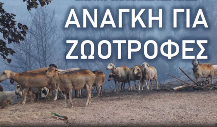 Μεγάλη ανάγκη για ζωοτροφές στη Γορτυνία