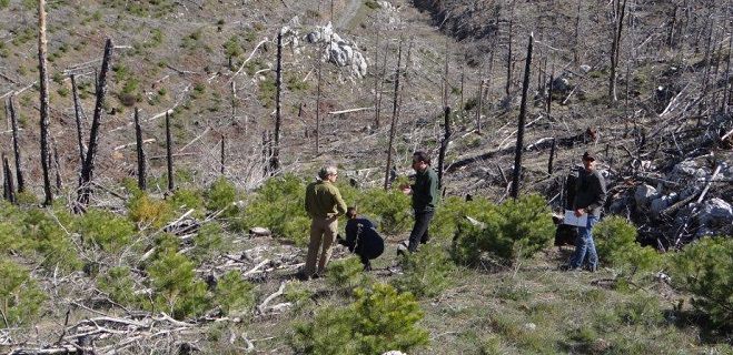 &Tau;&omicron; έ&rho;&gamma;&omicron; &laquo;&Alpha;&pi;&omicron;&kappa;&alpha;&tau;ά&sigma;&tau;&alpha;&sigma;&eta; &tau;&omega;&nu; &delta;&alpha;&sigma;ώ&nu; Pinus nigra &sigma;&tau;&omicron;&nu; &Pi;ά&rho;&nu;&omega;&nu;&alpha;&raquo; &sigma;&tau;&omicron; &pi;&rho;ώ&tau;&omicron; &Epsilon;&upsilon;&rho;&omega;&pi;&alpha;ϊ&kappa;ό &Beta;&rho;&alpha;&beta;&epsilon;ί&omicron; Natura 2000