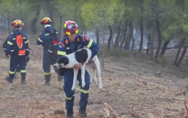 &Phi;&omega;&tau;&iota;ά &sigma;&tau;&eta;&nu; &Epsilon;ύ&beta;&omicron;&iota;&alpha; | &Eta; &sigma;&tau;&iota;&gamma;&mu;ή &pi;&omicron;&upsilon; &pi;&upsilon;&rho;&omicron;&sigma;&beta;έ&sigma;&tau;&eta;&sigmaf; &sigma;ώ&zeta;&epsilon;&iota; &sigma;&kappa;&upsilon;&lambda;ά&kappa;&iota;