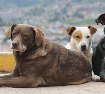 &Alpha;&sigma;&tau;&upsilon;&nu;&omicron;&mu;&iota;&kappa;ή έ&rho;&epsilon;&upsilon;&nu;&alpha; &gamma;&iota;&alpha; &tau;&iota;&sigmaf; &delta;&eta;&lambda;&eta;&tau;&eta;&rho;&iota;ά&sigma;&epsilon;&iota;&sigmaf; &alpha;&delta;έ&sigma;&pi;&omicron;&tau;&omega;&nu; &zeta;&eta;&tau;&omicron;ύ&nu; &omicron;&iota; &phi;&iota;&lambda;ό&zeta;&omega;&omicron;&iota; &tau;&eta;&sigmaf; &Nu;ό&tau;&iota;&alpha;&sigmaf; &Kappa;&upsilon;&nu;&omicron;&upsilon;&rho;ί&alpha;&sigmaf;!