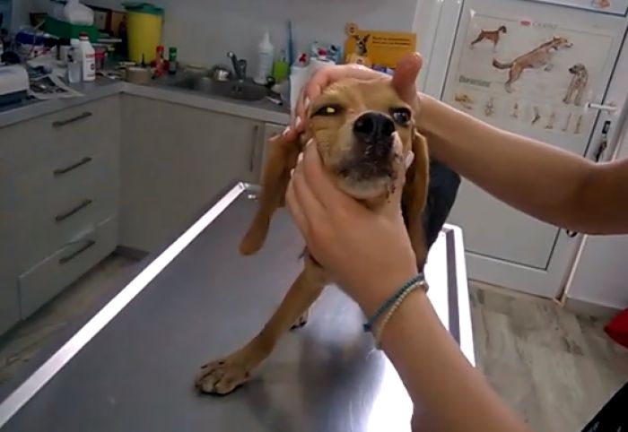 &Beta;&upsilon;&tau;ί&nu;&alpha; | &Eta; &mu;&iota;&kappa;&rho;ή Lucky &sigma;ώ&theta;&eta;&kappa;&epsilon; ... &delta;&iota;ό&tau;&iota; &delta;&epsilon;&nu; &tau;&eta;&nu; &epsilon;&gamma;&kappa;&alpha;&tau;έ&lambda;&epsilon;&iota;&psi;&alpha;&nu;! (vd)