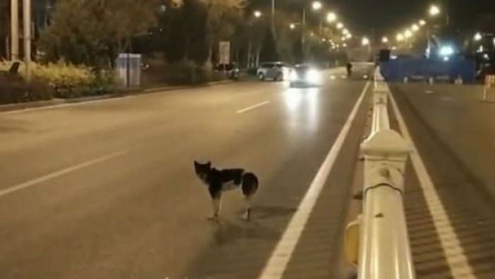 &Sigma;&kappa;ύ&lambda;&omicron;&sigmaf; &epsilon;&delta;ώ &kappa;&alpha;&iota; 80 &mu;έ&rho;&epsilon;&sigmaf; &pi;&epsilon;&rho;&iota;&mu;έ&nu;&epsilon;&iota; &sigma;&tau;&omicron; &sigma;&eta;&mu;&epsilon;ί&omicron; &pi;&omicron;&upsilon; &sigma;&kappa;&omicron;&tau;ώ&theta;&eta;&kappa;&epsilon; &tau;&omicron; &alpha;&phi;&epsilon;&nu;&tau;&iota;&kappa;ό &tau;&omicron;&upsilon; (vd)