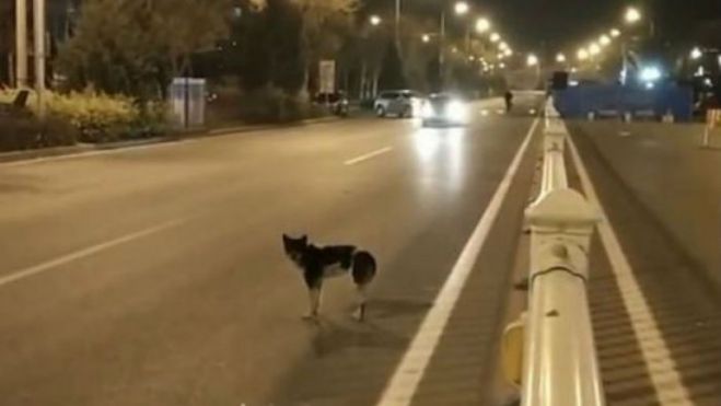 &Sigma;&kappa;ύ&lambda;&omicron;&sigmaf; &epsilon;&delta;ώ &kappa;&alpha;&iota; 80 &mu;έ&rho;&epsilon;&sigmaf; &pi;&epsilon;&rho;&iota;&mu;έ&nu;&epsilon;&iota; &sigma;&tau;&omicron; &sigma;&eta;&mu;&epsilon;ί&omicron; &pi;&omicron;&upsilon; &sigma;&kappa;&omicron;&tau;ώ&theta;&eta;&kappa;&epsilon; &tau;&omicron; &alpha;&phi;&epsilon;&nu;&tau;&iota;&kappa;ό &tau;&omicron;&upsilon; (vd)