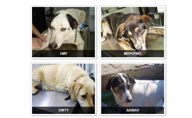 Μεγαλόπολη - Υιοθέτησε κι εσύ ένα σκυλάκι! (εικόνες)