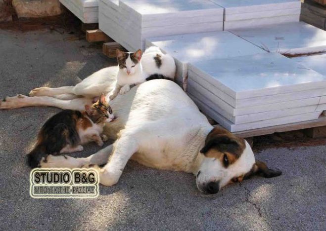 Σκυλίτσα θηλάζει ... γατάκια και κερδίζει τα βλέμματα στο Ναύπλιο! (εικόνες)